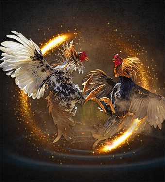 sonic55 sabung ayam